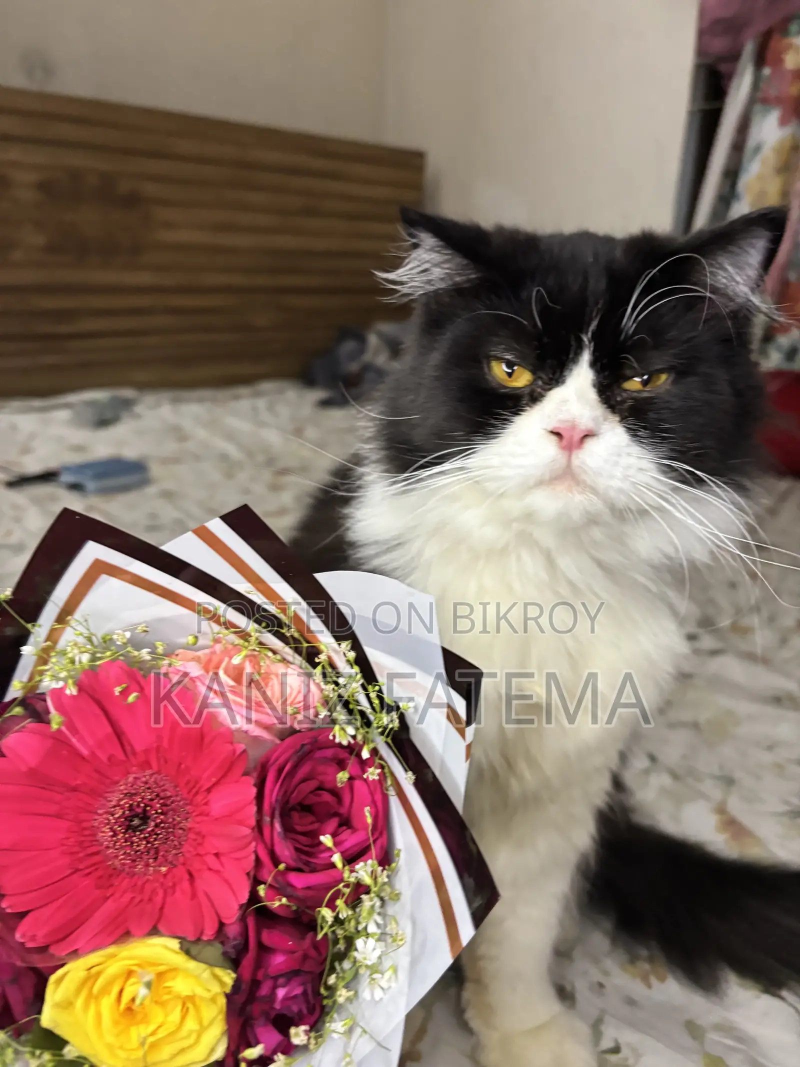 6-12 Months Male Purebred Persian
