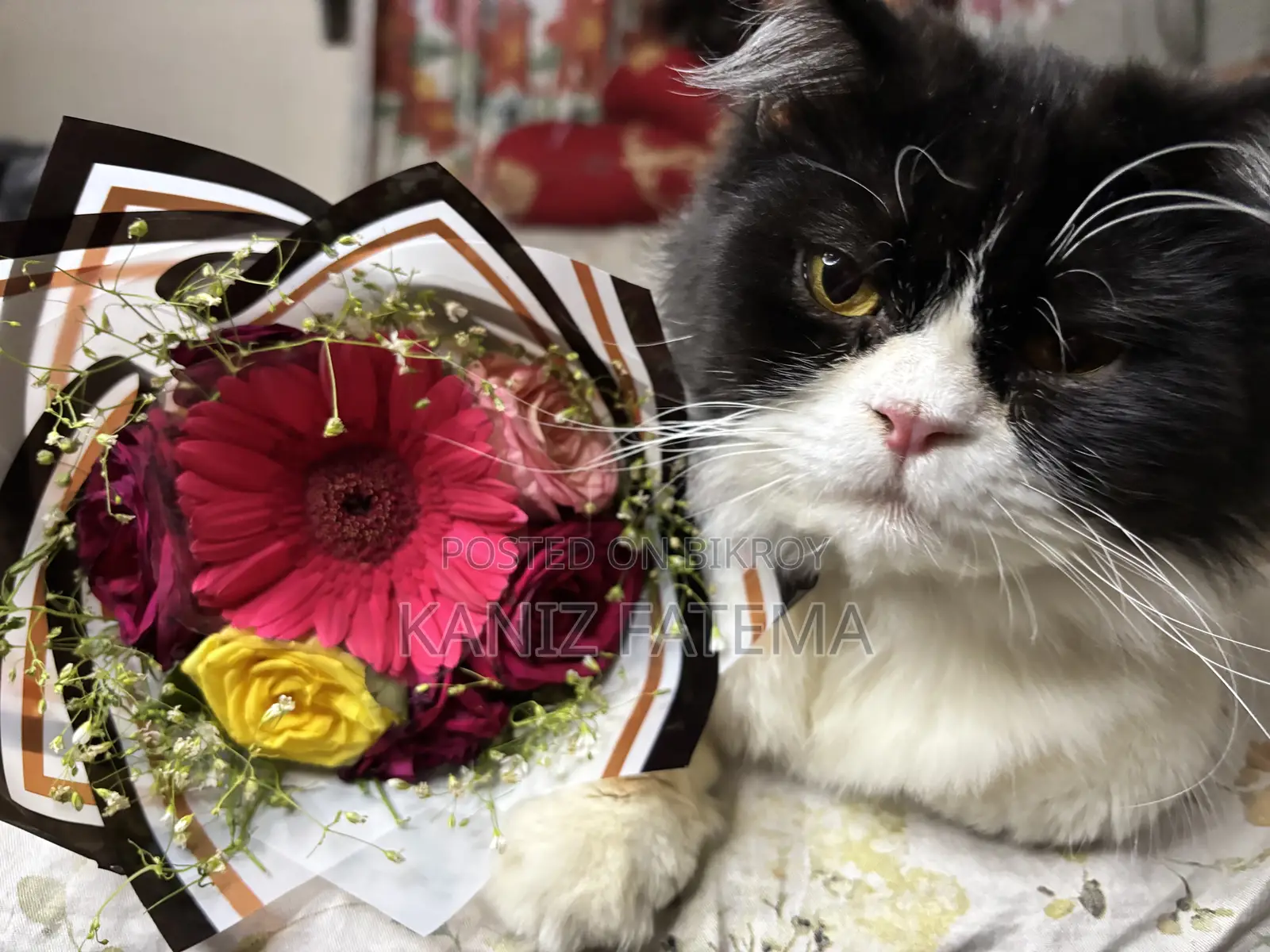 6-12 Months Male Purebred Persian