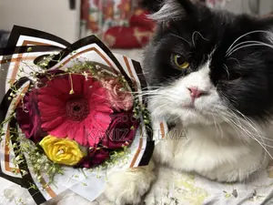 6-12 Months Male Purebred Persian