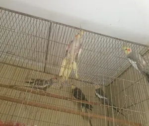 সুস্থ এবং সুন্দর ককাটেল বিক্রয়ের জন্য