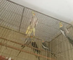 সুস্থ এবং সুন্দর ককাটেল বিক্রয়ের জন্য