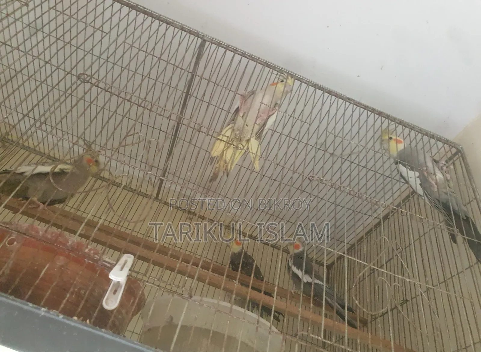 সুস্থ এবং সুন্দর ককাটেল বিক্রয়ের জন্য