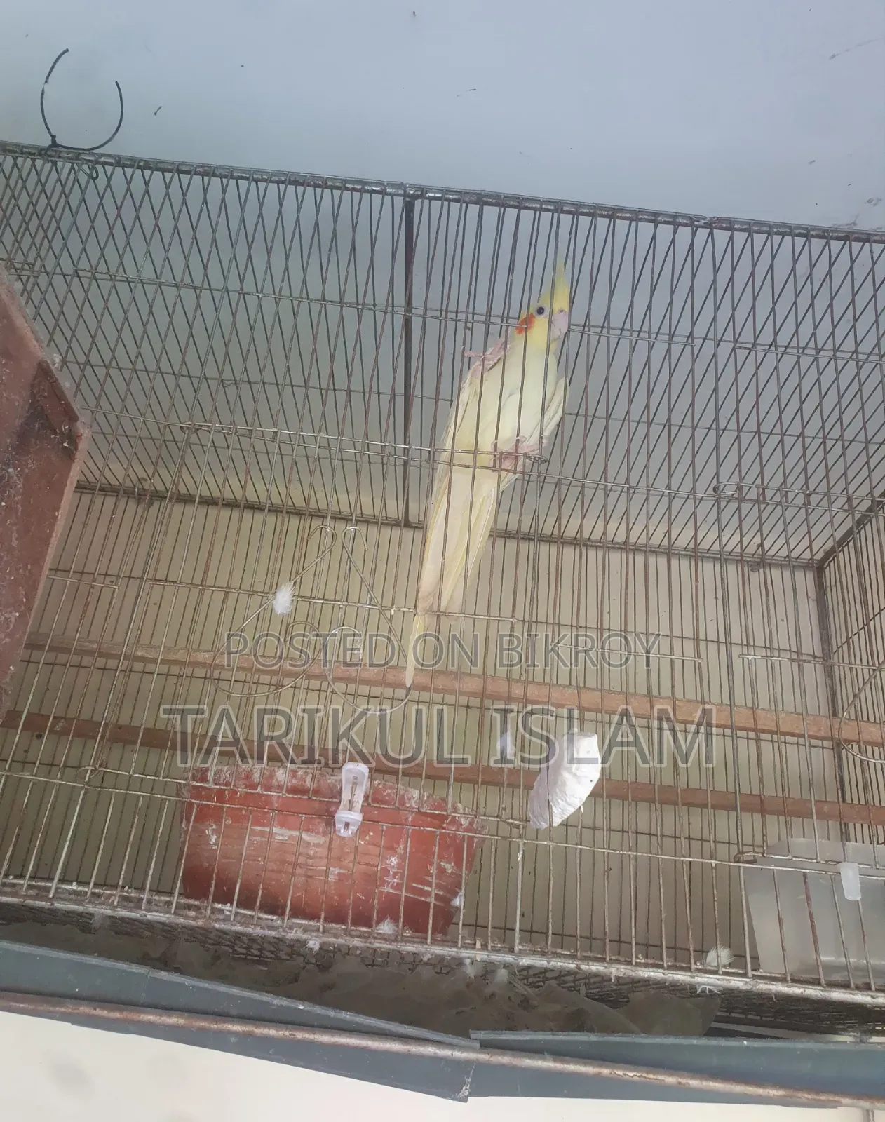 বিক্রয়ের জন্য সুন্দর লুটিনো ককাটেল (Lutino Cockatiel)