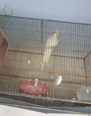 বিক্রয়ের জন্য সুন্দর লুটিনো ককাটেল (Lutino Cockatiel)