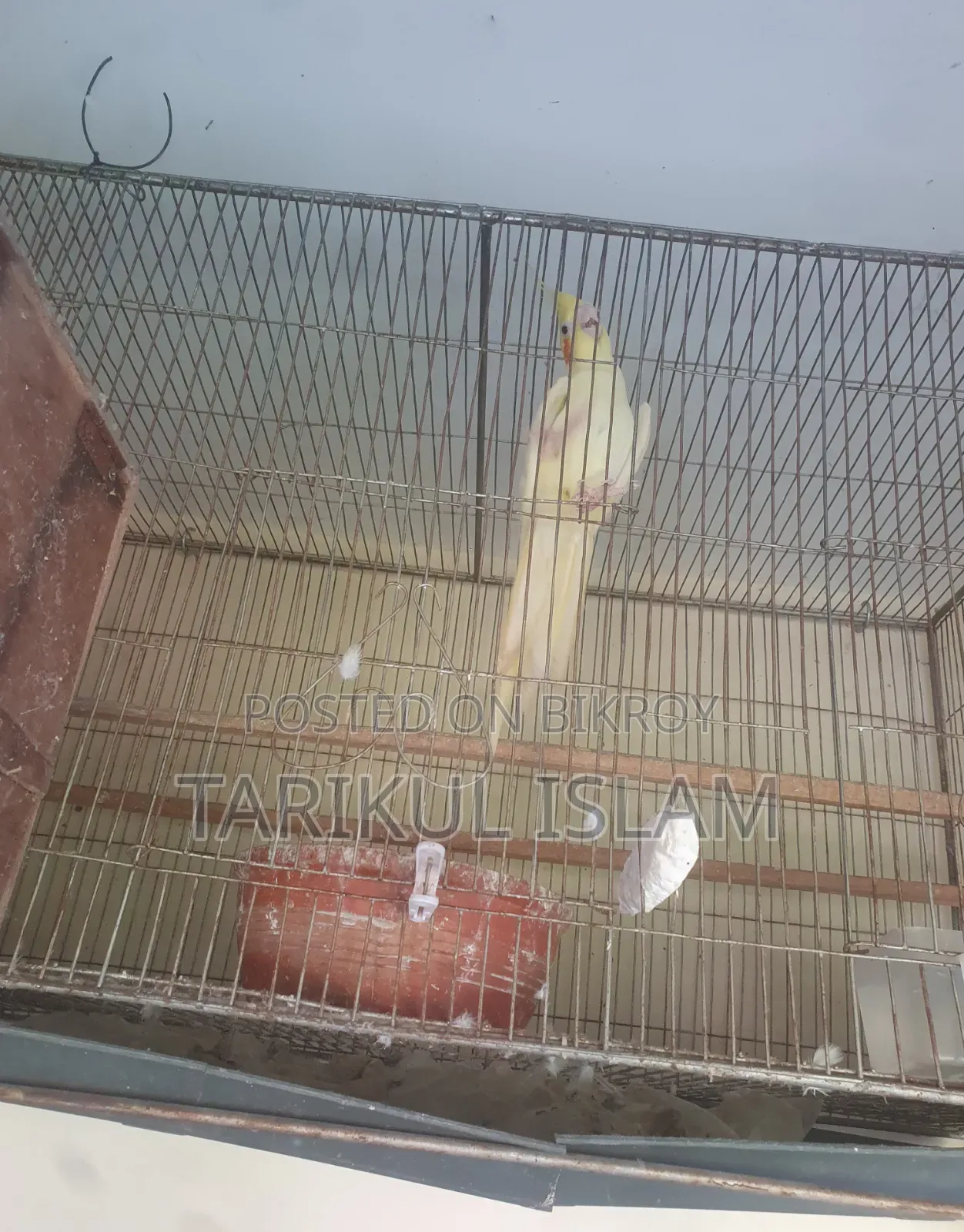 বিক্রয়ের জন্য সুন্দর লুটিনো ককাটেল (Lutino Cockatiel)
