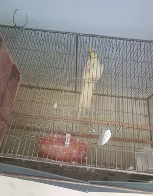 বিক্রয়ের জন্য সুন্দর লুটিনো ককাটেল (Lutino Cockatiel)