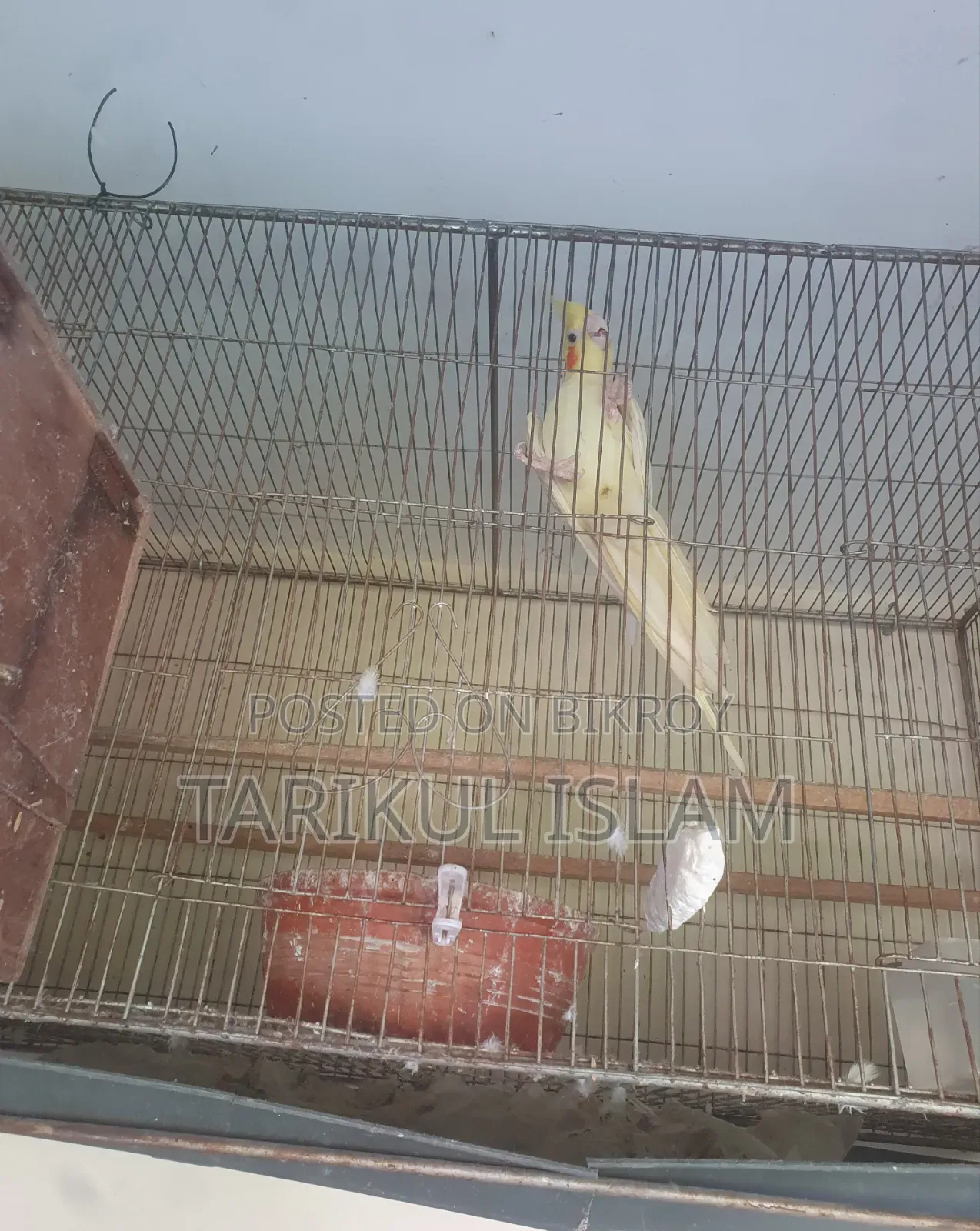 বিক্রয়ের জন্য সুন্দর লুটিনো ককাটেল (Lutino Cockatiel)