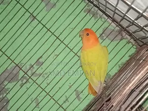 Male Love Bird