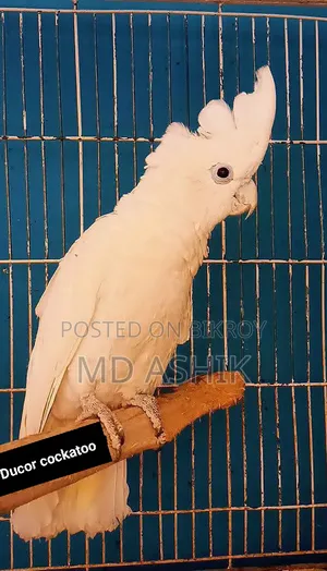 Ducor Cockatoo Male
