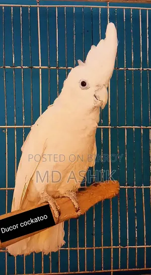 Ducor Cockatoo Male