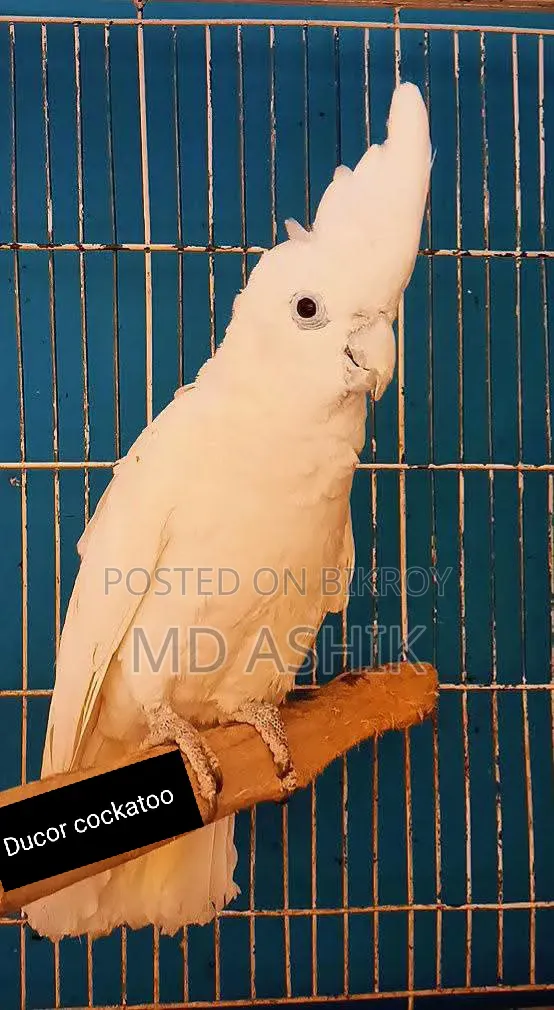 Ducor Cockatoo Male