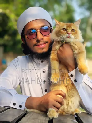 6-12 Months Male Purebred Persian Cat