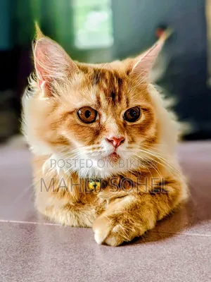 6-12 Months Male Purebred Persian Cat