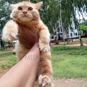 3-6 Months Female Purebred Persian