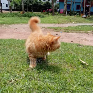 3-6 Months Female Purebred Persian