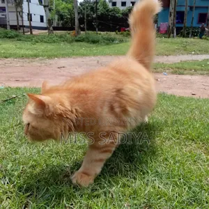3-6 Months Female Purebred Persian
