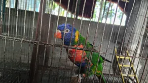 রেইনবো লরিকিট পাখি বিক্রয়ের জন্য