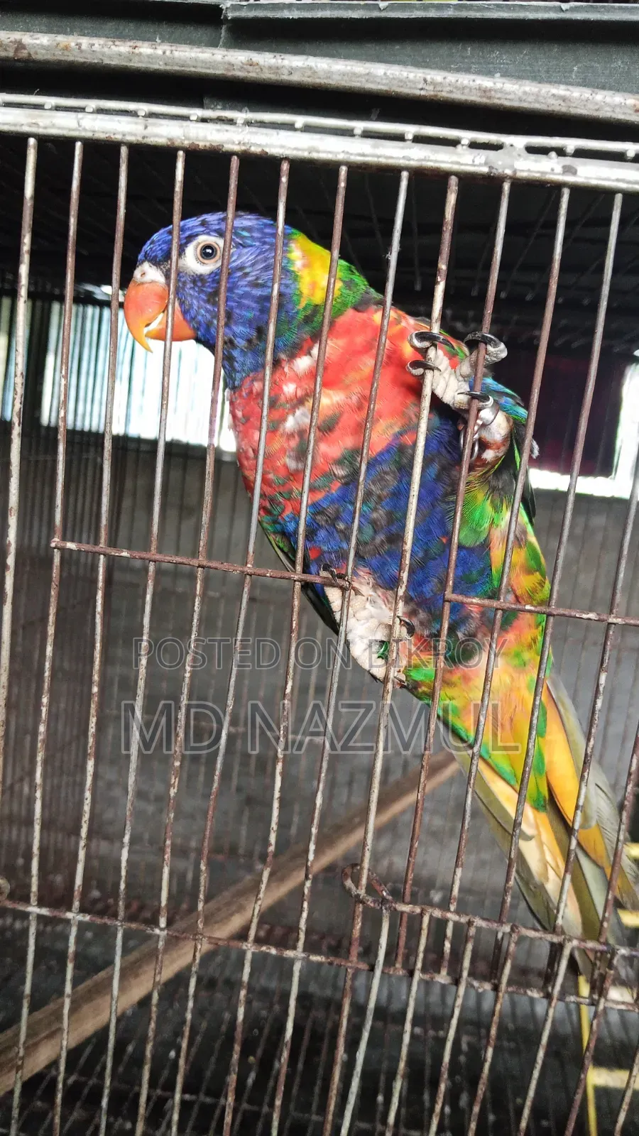 Rainbow Lorikeet Bird for Sale