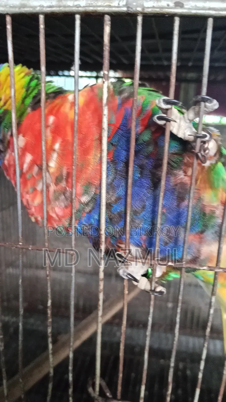 Rainbow Lorikeet Bird for Sale