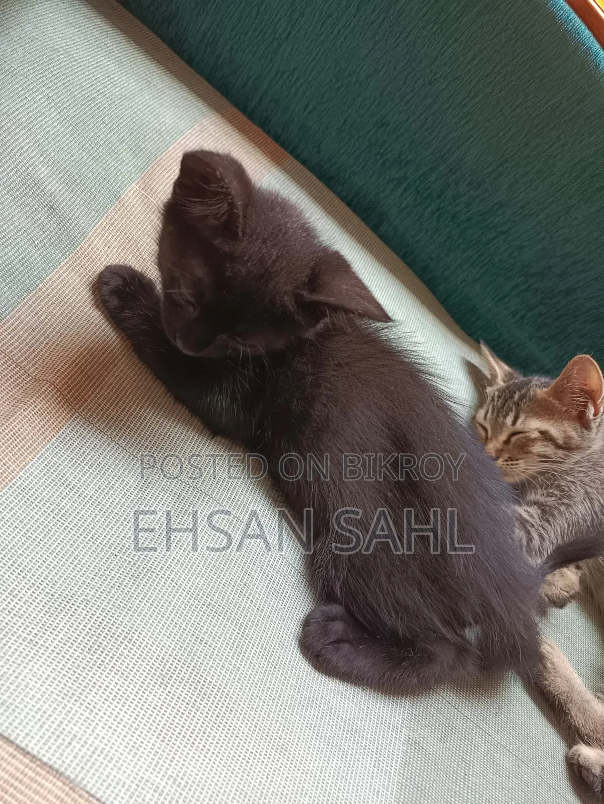 1-3 months Female Mixed Breed Persian