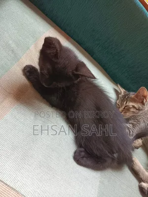 1-3 months Female Mixed Breed Persian