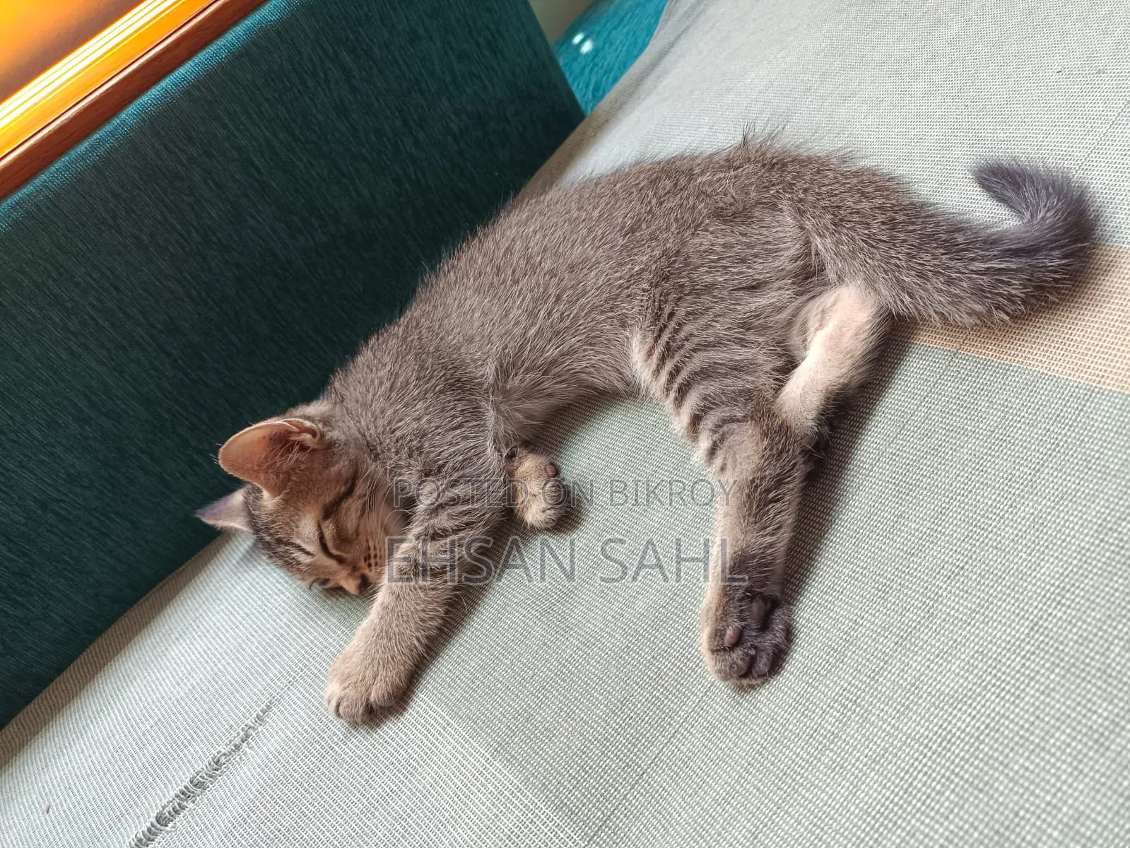 1-3 months Female Mixed Breed Persian