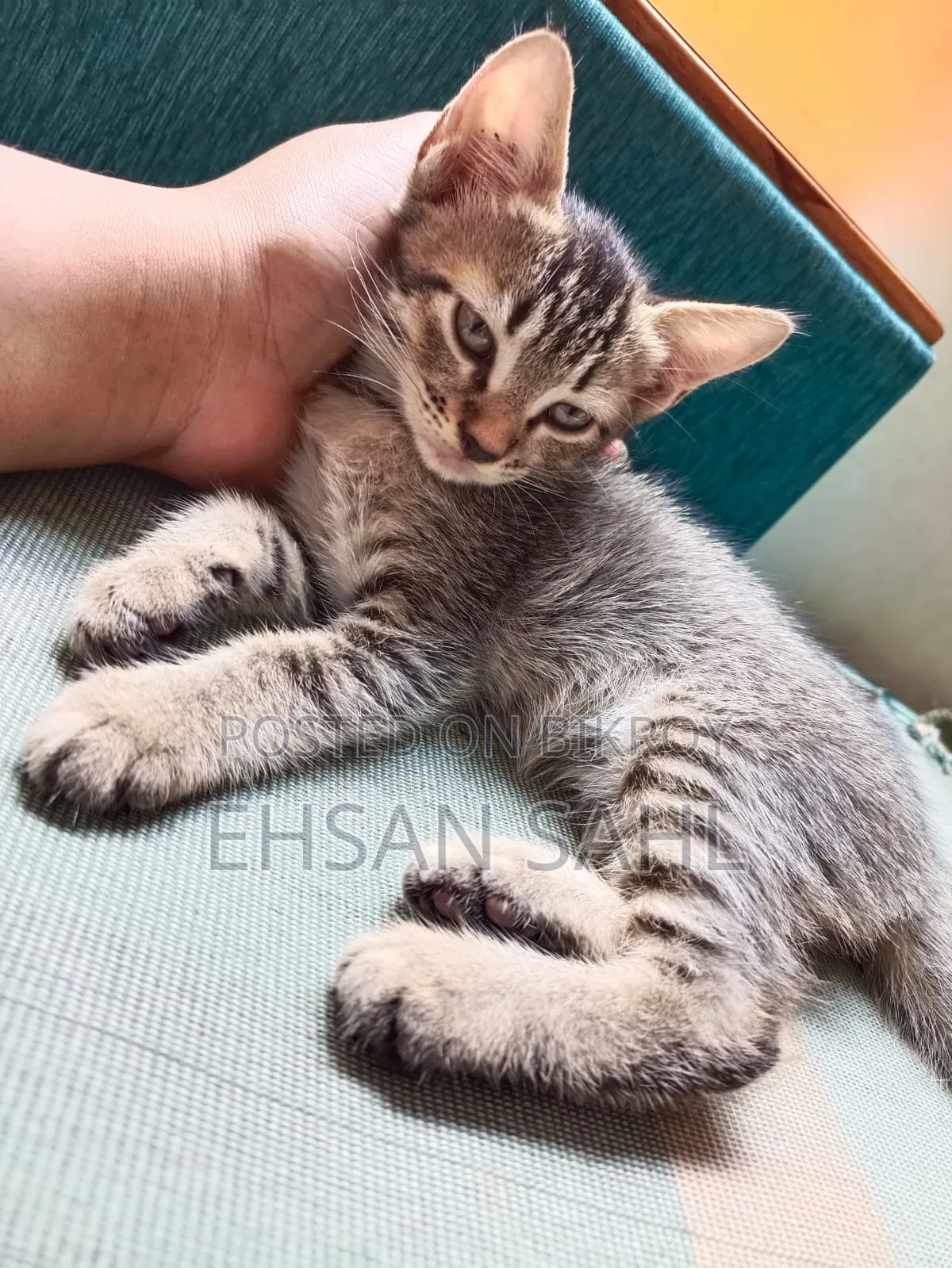 1-3 months Female Mixed Breed Persian