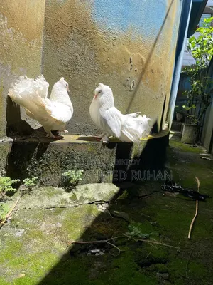 Lakka, Moyur Pigeon