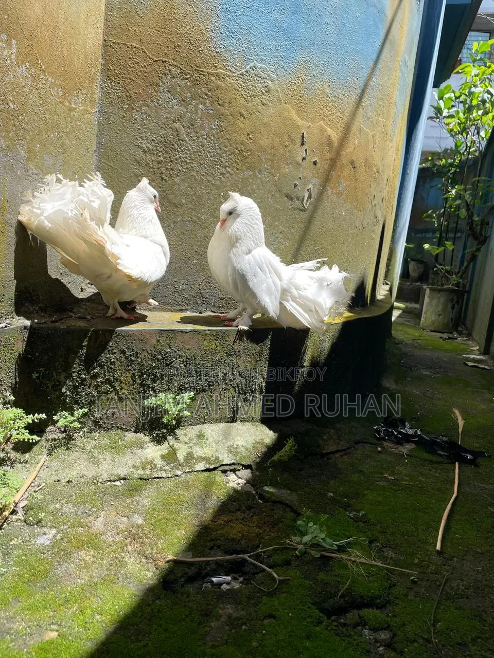 Lakka, Moyur Pigeon