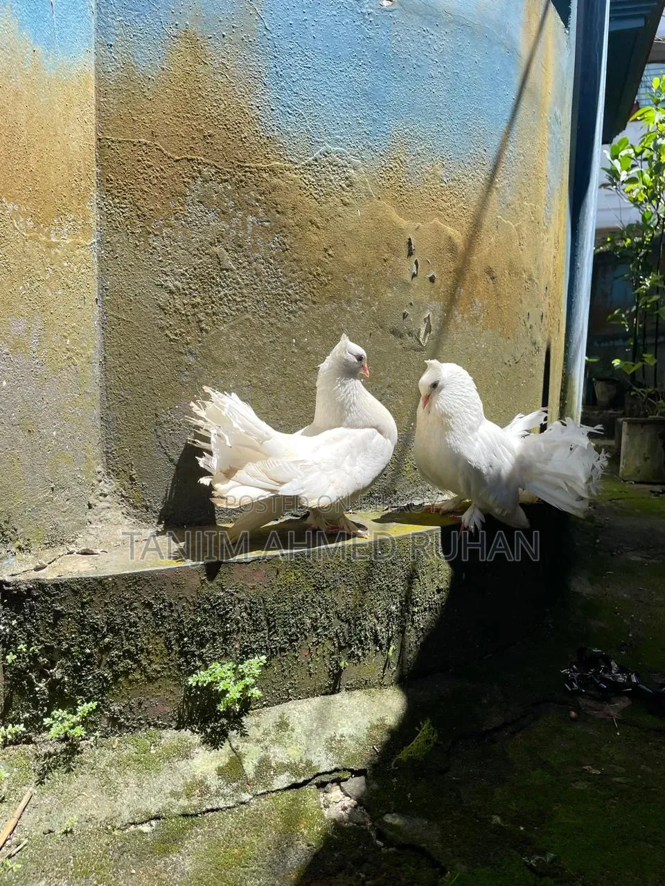 Lakka, Moyur Pigeon