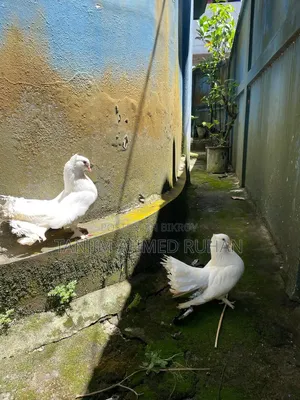 Lakka, Moyur Pigeon