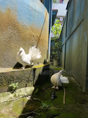 Lakka, Moyur Pigeon
