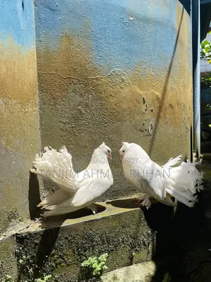 Lakka, Moyur Pigeon