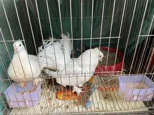 Lakka, Moyur Pigeon