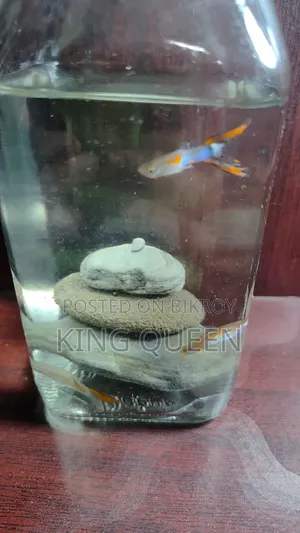 Guppy Fish for Sell