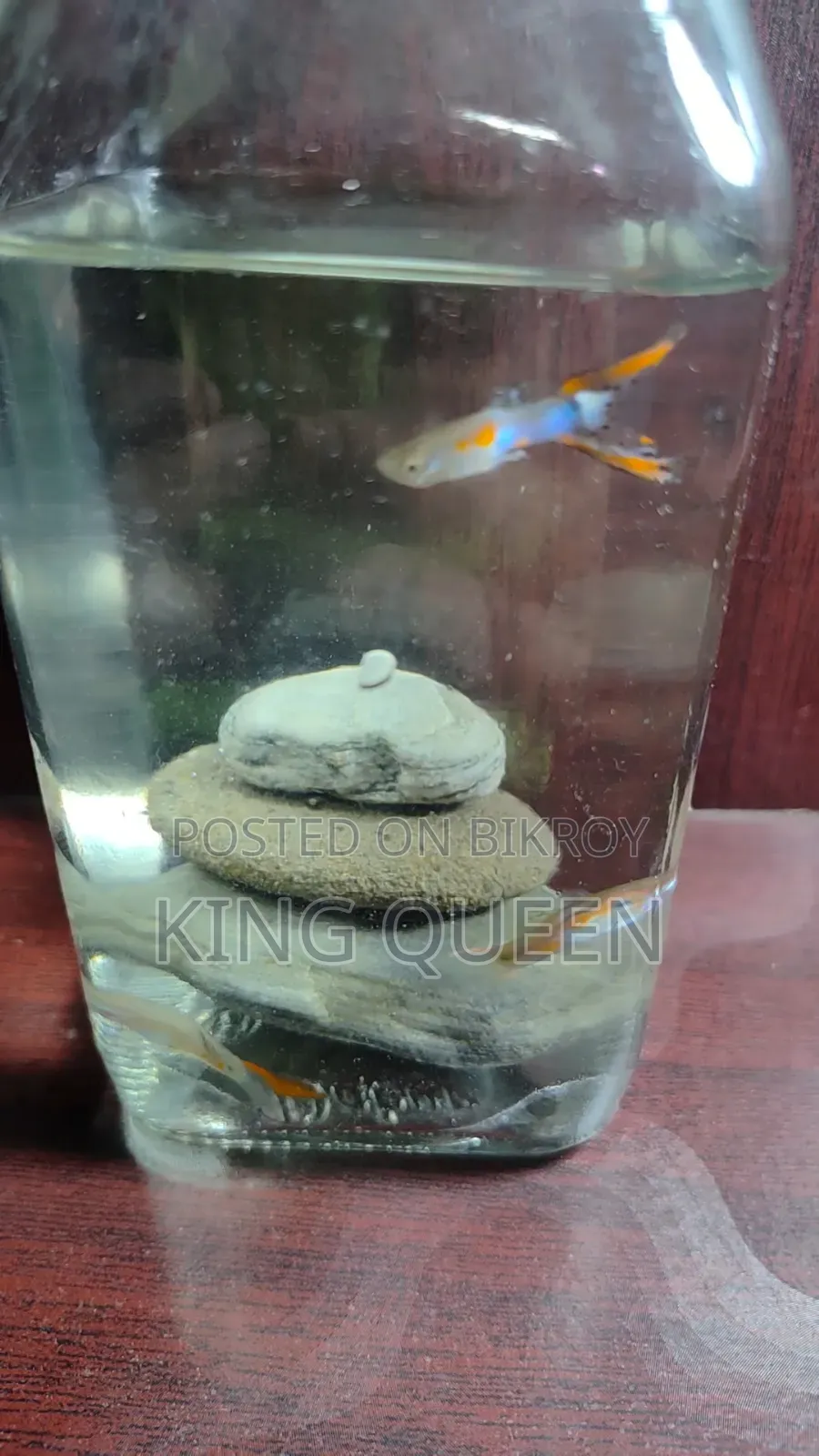 Guppy Fish for Sell