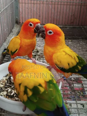 Sun Conure Bird