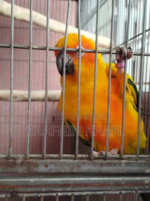 Sun Conure Bird