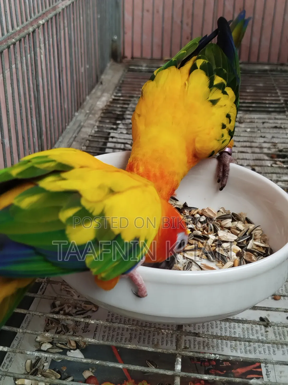 Sun Conure Bird