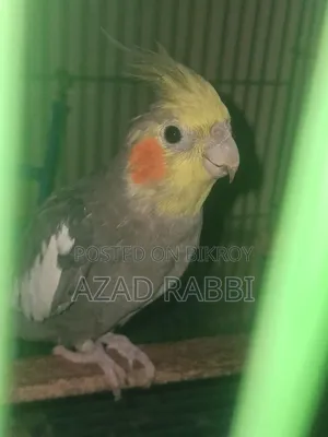 Cocatiel Bird