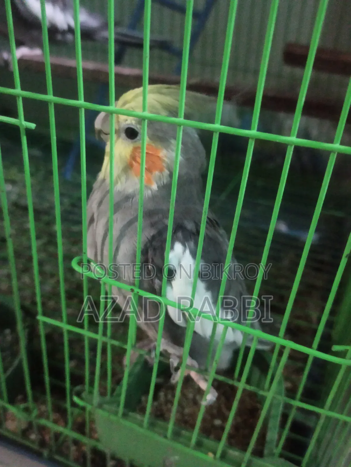 Cocatiel Bird