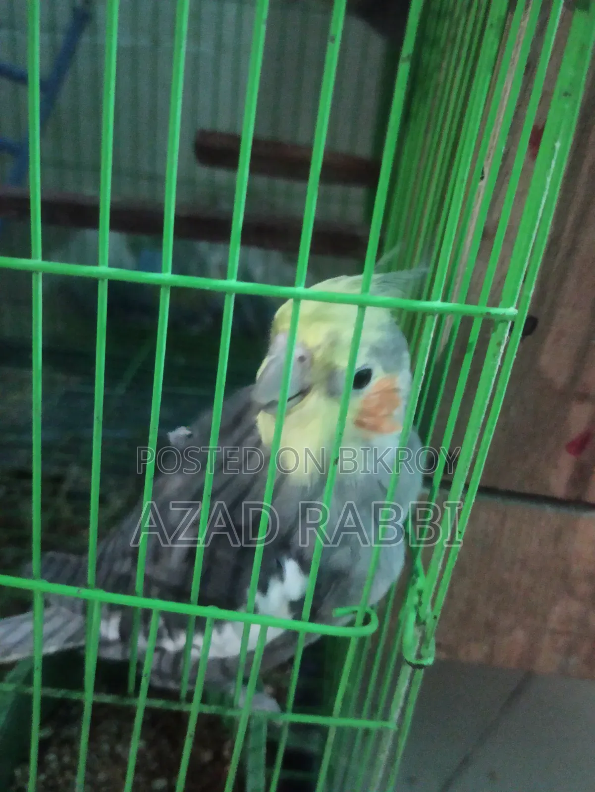 Cocatiel Bird
