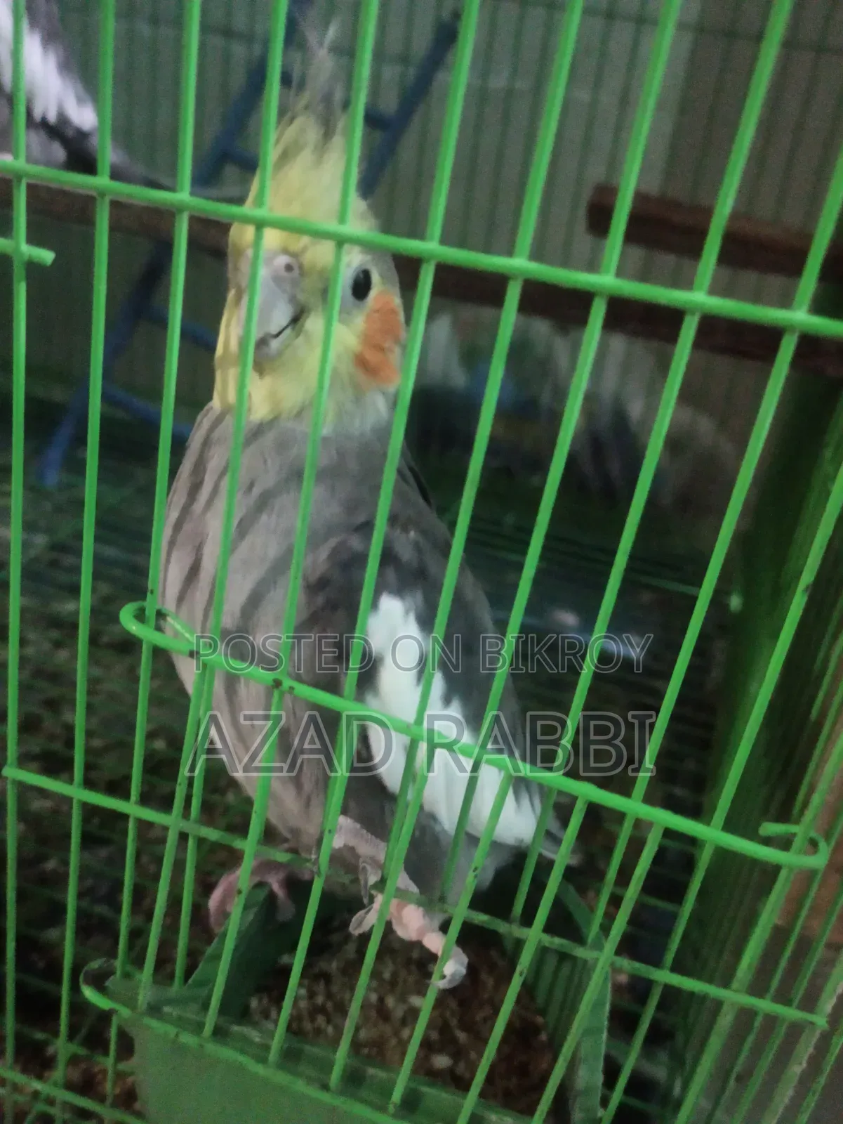 Cocatiel Bird