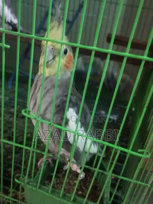 Cocatiel Bird