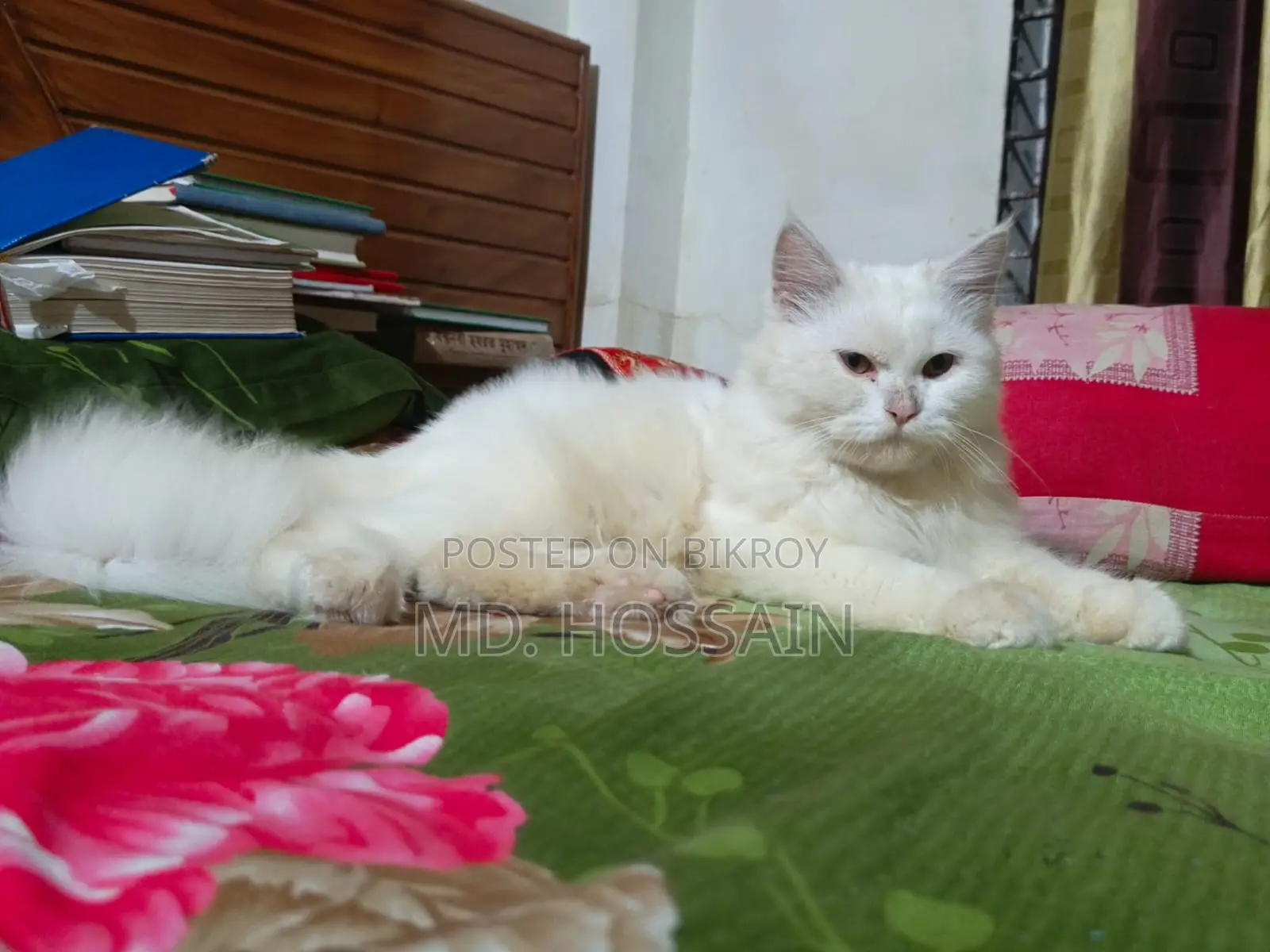 6-12 Months Male Purebred Persian Cat