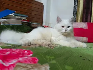6-12 Months Male Purebred Persian Cat