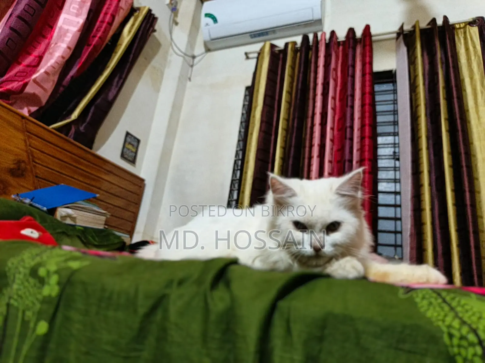 6-12 Months Male Purebred Persian Cat