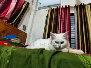 6-12 Months Male Purebred Persian Cat