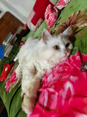 6-12 Months Male Purebred Persian Cat