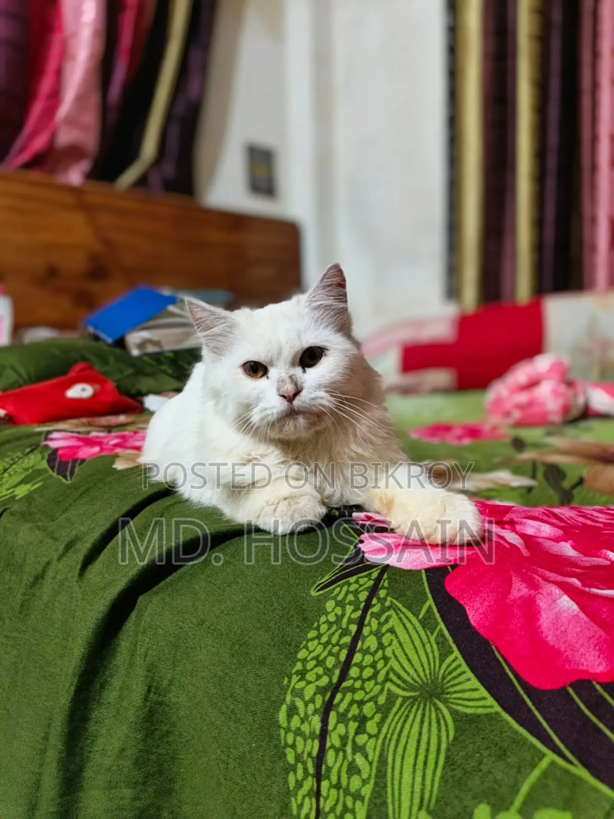 6-12 Months Male Purebred Persian Cat